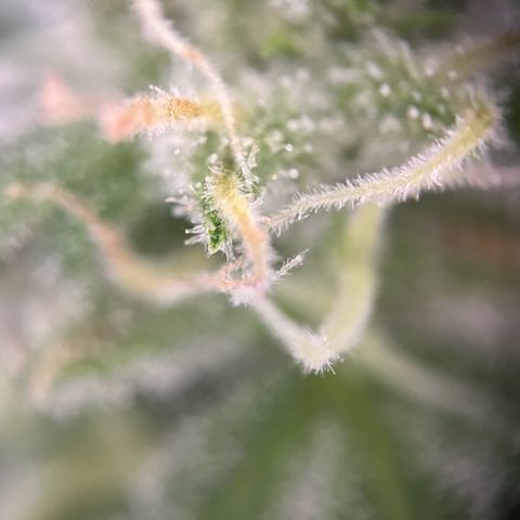 Milky Way growlog timeline photo