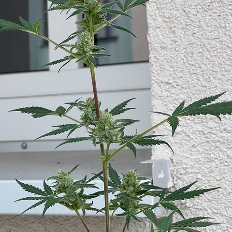 Royal Critical Automatic growlog timeline photo