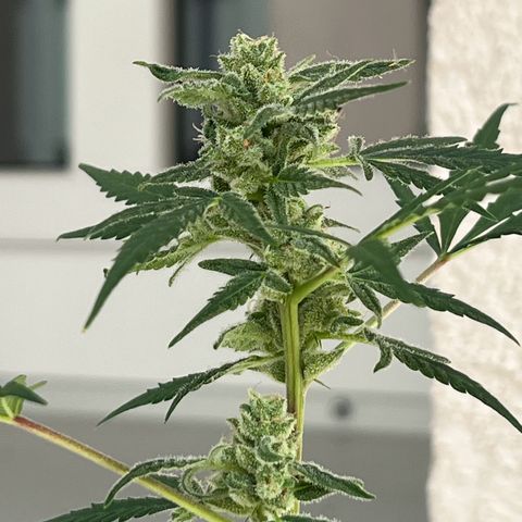 Royal Critical Automatic growlog timeline photo