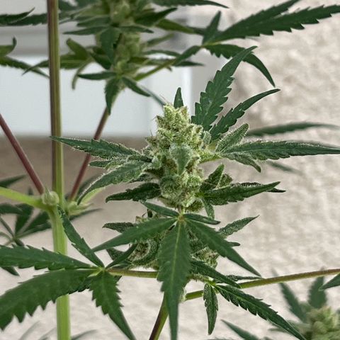 Royal Critical Automatic growlog timeline photo