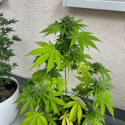 Milky Way growlog timeline photo