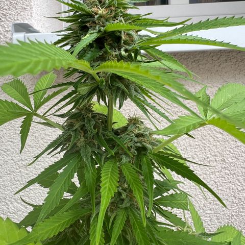 Milky Way growlog timeline photo