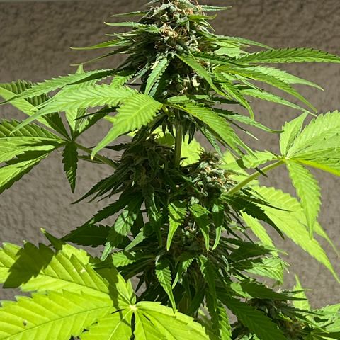 Milky Way growlog timeline photo