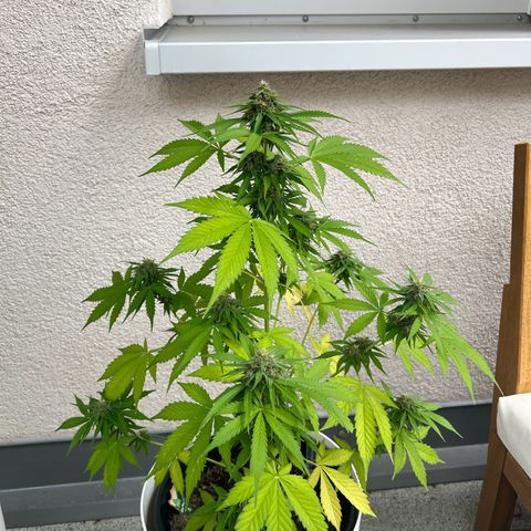 Milky Way growlog timeline photo