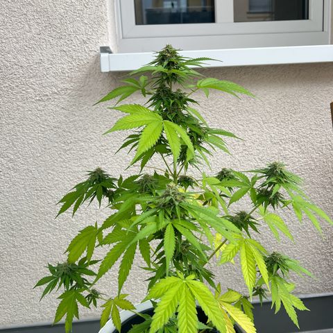 Milky Way growlog timeline photo