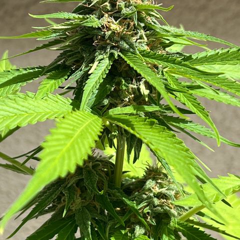 Milky Way growlog timeline photo