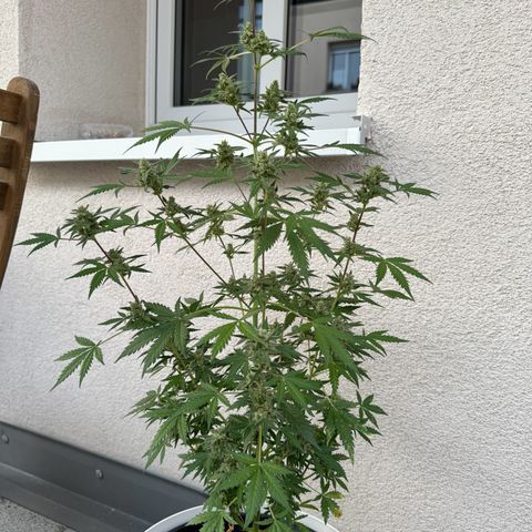 Royal Critical Automatic growlog timeline photo