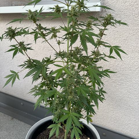 Royal Critical Automatic growlog timeline photo