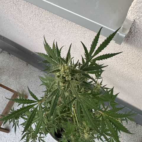 Royal Critical Automatic growlog timeline photo
