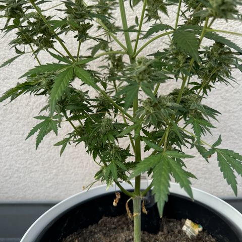 Royal Critical Automatic growlog timeline photo