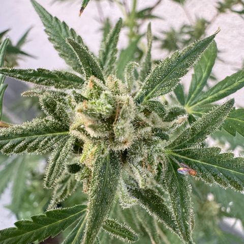 Royal Critical Automatic growlog timeline photo