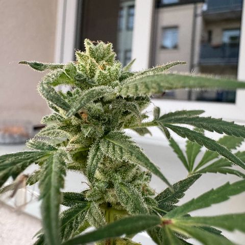Royal Critical Automatic growlog timeline photo