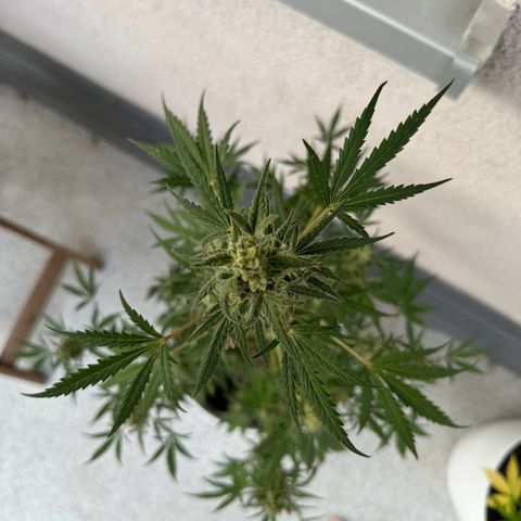 Royal Critical Automatic growlog timeline photo