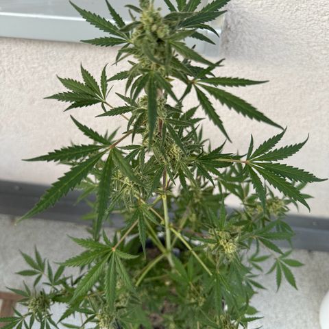 Royal Critical Automatic growlog timeline photo