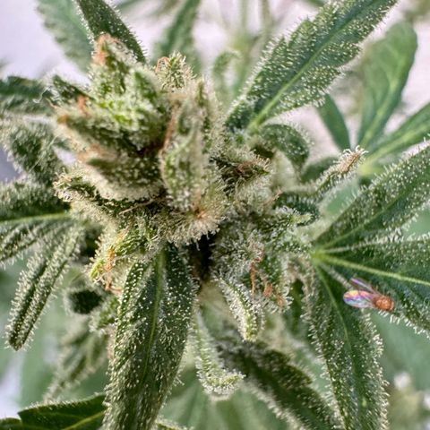 Royal Critical Automatic growlog timeline photo