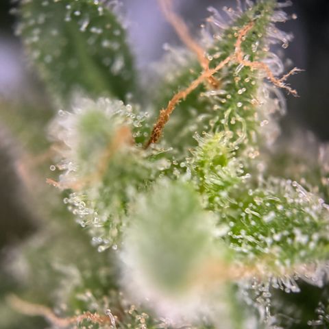 Milky Way growlog timeline photo