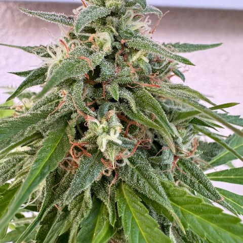 Milky Way growlog timeline photo