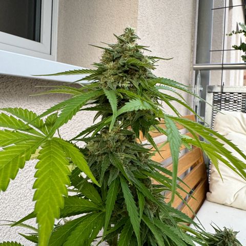 Milky Way growlog timeline photo