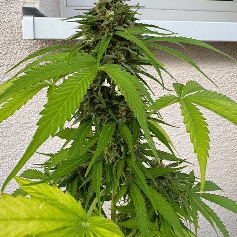 Milky Way growlog timeline photo