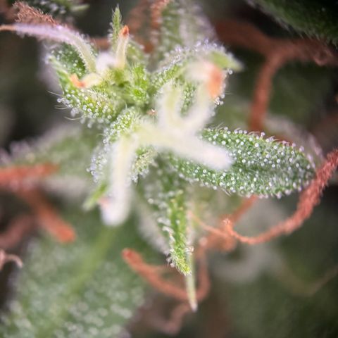 Milky Way growlog timeline photo