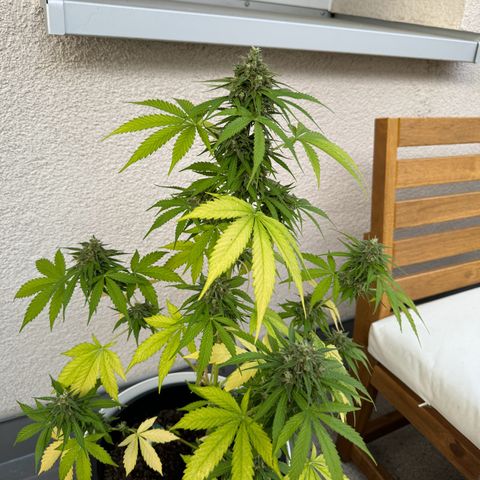 Milky Way growlog timeline photo