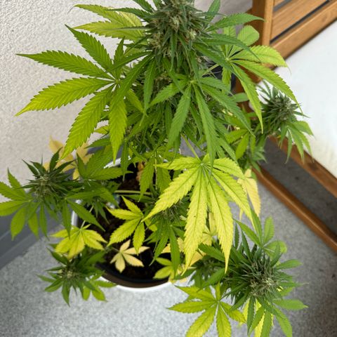 Milky Way growlog timeline photo