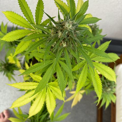 Milky Way growlog timeline photo