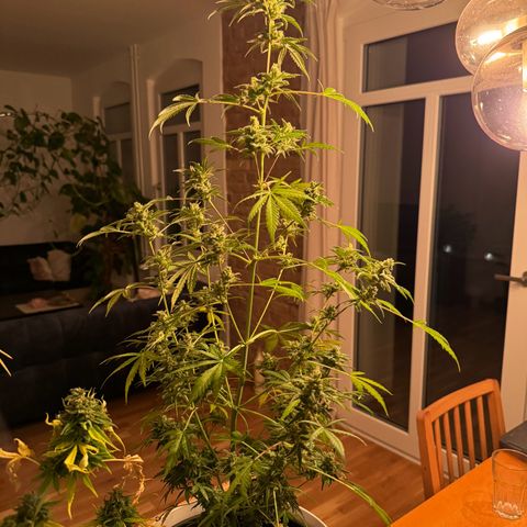 Royal Critical Automatic growlog photo: 🪓🪓🪓