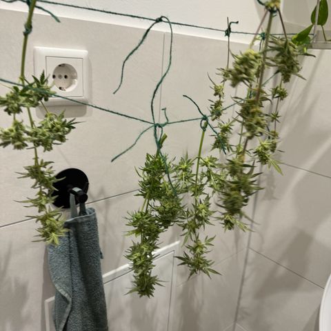 Royal Critical Automatic growlog photo: 🪓🪓🪓
