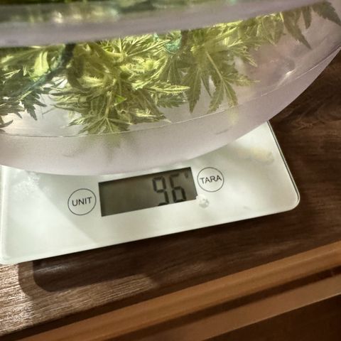 Royal Critical Automatic growlog photo: 🪓🪓🪓