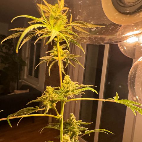 Royal Critical Automatic growlog photo: 🪓🪓🪓