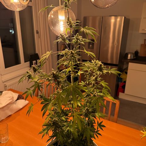 Royal Critical Automatic growlog photo: 🪓🪓🪓