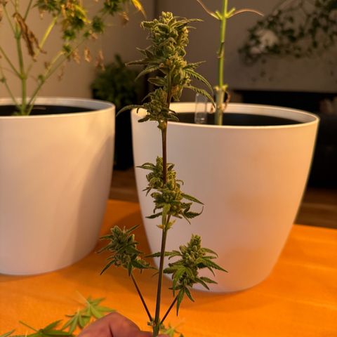 Royal Critical Automatic growlog photo: 🪓🪓🪓