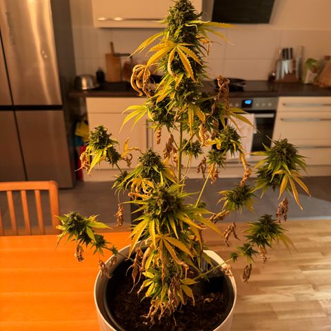 Milky Way growlog timeline photo
