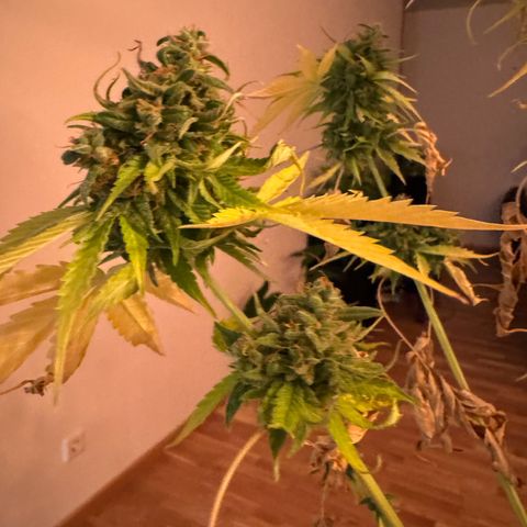 Milky Way growlog timeline photo