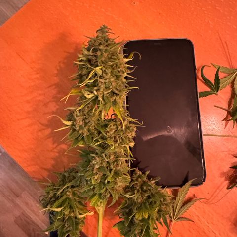 Milky Way growlog timeline photo