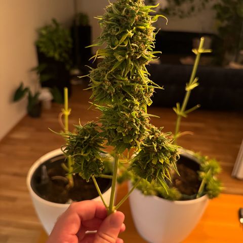 Milky Way growlog timeline photo