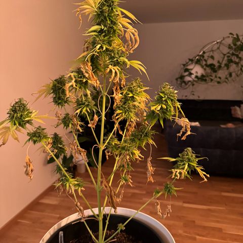Milky Way growlog timeline photo