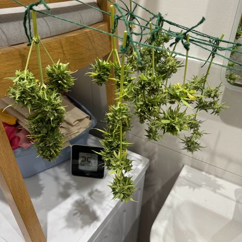 Milky Way growlog timeline photo