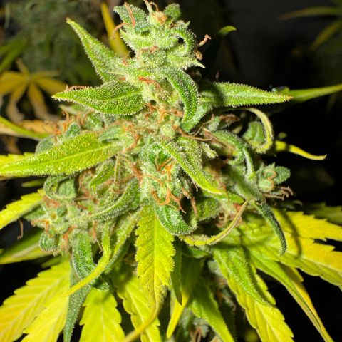 Milky Way growlog timeline photo