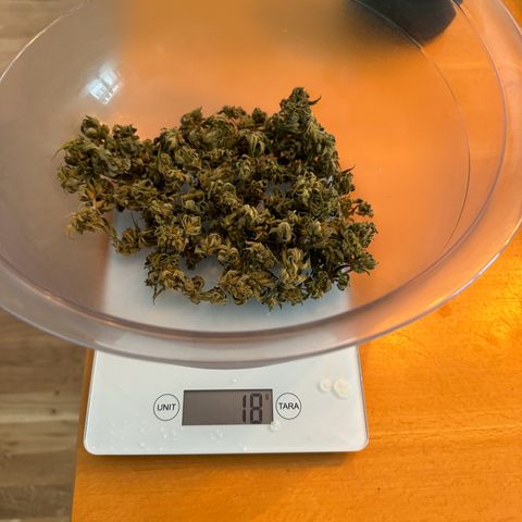 Royal Critical Automatic growlog timeline photo