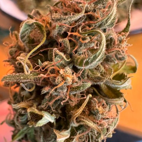 Milky Way growlog timeline photo