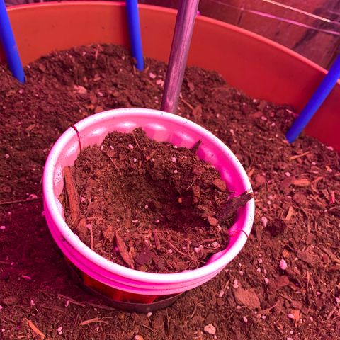 Brandi Ross growlog timeline photo