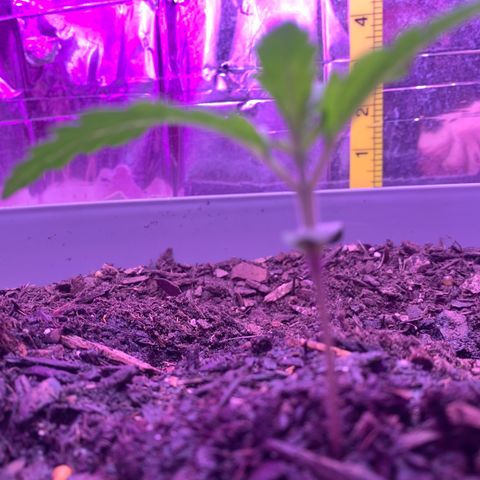 Brandi Ross growlog timeline photo
