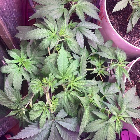 Brandi Ross growlog timeline photo