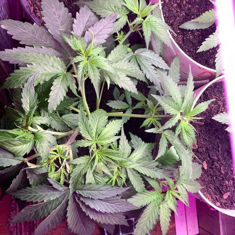 Brandi Ross growlog timeline photo