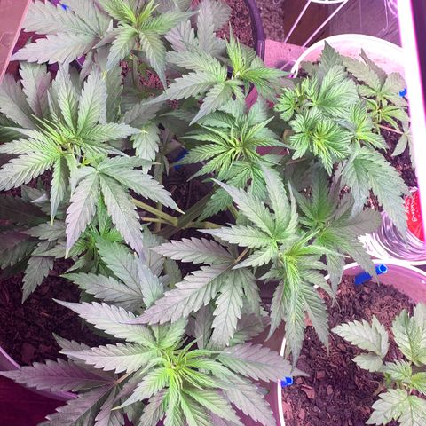 Brandi Ross growlog timeline photo