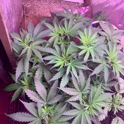 Brandi Ross growlog timeline photo