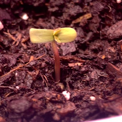 Brandi Ross growlog photo: Sprouted