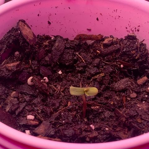 Brandi Ross growlog photo: Sprouted
